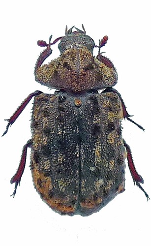 Aesalus imanishii