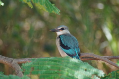 Halcyon senegalensis