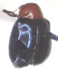 Typophorus mexicanus