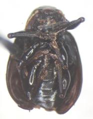Typophorus mexicanus
