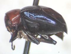 Typophorus mexicanus