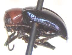 Typophorus mexicanus
