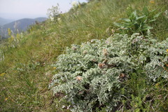 Psephellus declinatus