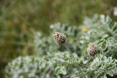 Psephellus declinatus