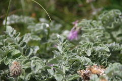 Psephellus declinatus