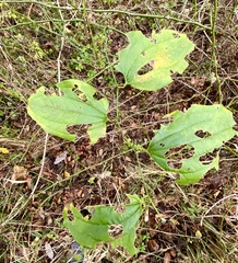 Smilax tamnoides