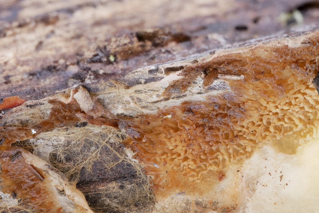 Tanned Toothcrust