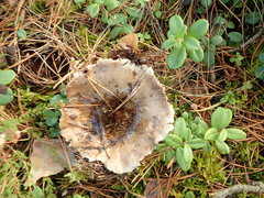 Russula adusta