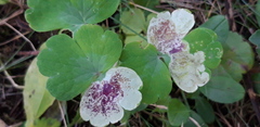 Phytomyza aquilegiae