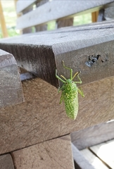 Physemacris variolosa