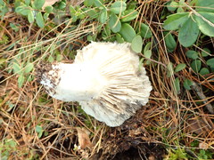 Russula adusta