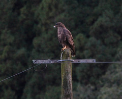 Buteo buteo rothschildi