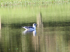 Larus michahellis atlantis