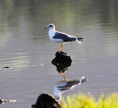 Larus michahellis atlantis