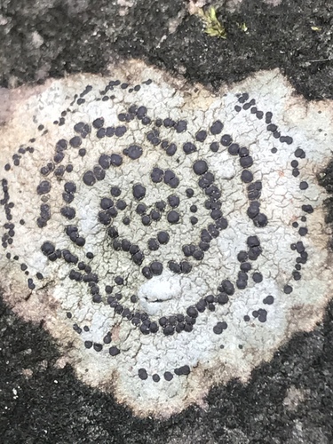 concentric boulder lichen