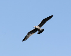 Larus michahellis atlantis