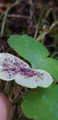 Phytomyza aquilegiae
