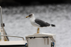 Larus michahellis atlantis