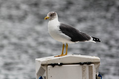Larus michahellis atlantis