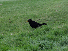 Turdus merula azorensis
