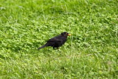 Turdus merula azorensis
