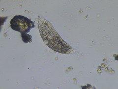 Parameciidae