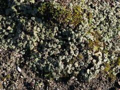 Ranunculus nigrescens