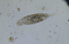 Parameciidae