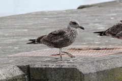 Larus michahellis atlantis