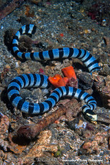 Yellow-Lipped Sea Krait photo 4