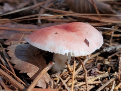 Russula