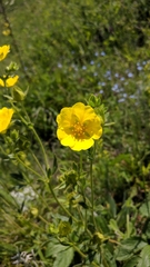 Potentilla umbrosa