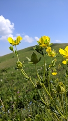 Potentilla umbrosa