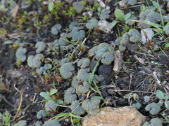 Ranunculus nigrescens