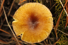 Hygrophorus hypothejus