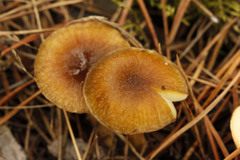 Hygrophorus hypothejus
