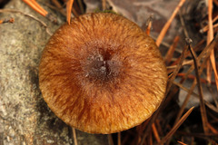 Hygrophorus hypothejus
