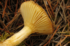 Hygrophorus hypothejus
