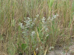 Halimodendron halodendron