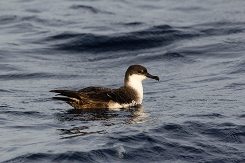 Great Shearwater, photo 8 of 8
