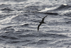 Pterodroma arminjoniana