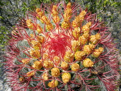 Ferocactus pilosus