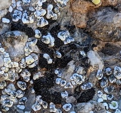 Lichenostigma