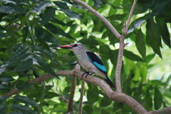 Halcyon senegalensis