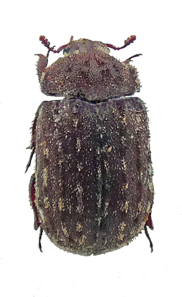 Aesalus ulanowskii