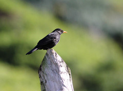 Turdus merula azorensis