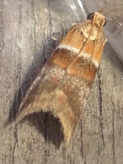 Acrobasis repandana