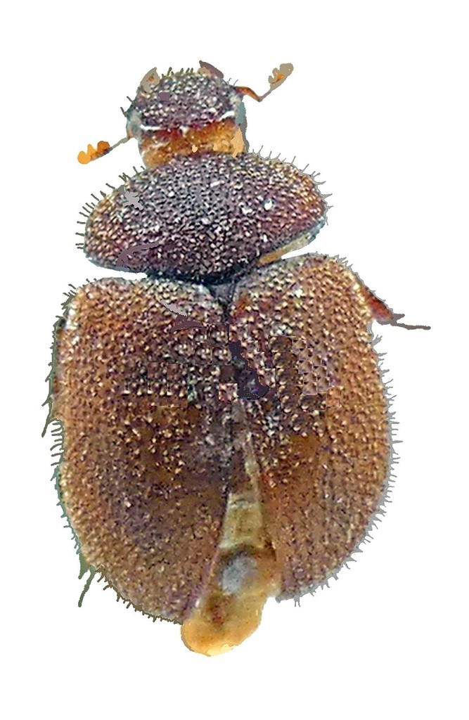 Echinoaesalus