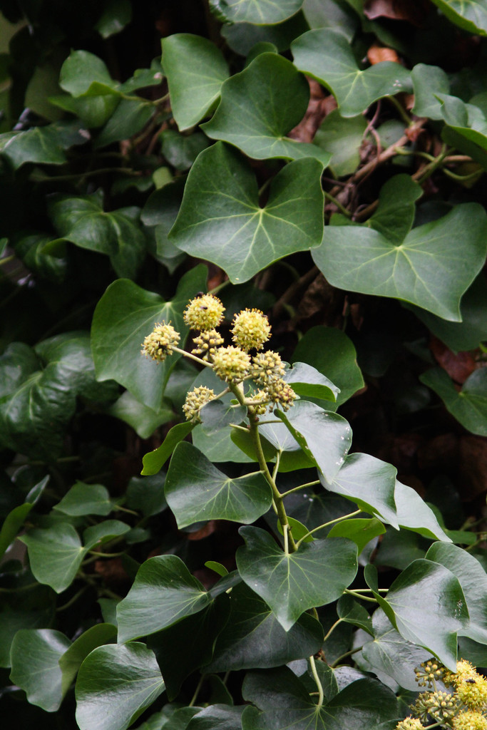 Hedera azorica (Hedera azorica)