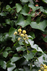 Hedera azorica